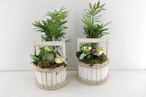 Mixed Calathea Arrangement in Round Wooden Pot – 15cm
