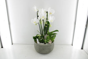 White Phalaenopsis Orchid Arrangement – 26cm Ceramic Bowl