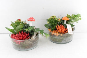 Orange and Red Plant Arrangement in Glass Bowl – 18cm