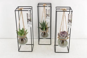 Black Metal Hanging Plant Arrangement – 11cm Pot