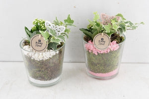 Nashville Mixed Plant Arrangement – 14cm Glass Pot