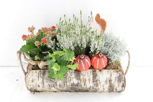 Outdoor Birch Arrangement in Rectangular Wooden Trough – 36cm