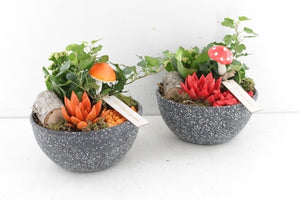 Indoor Plant Arrangement in Decorative 18cm Pot