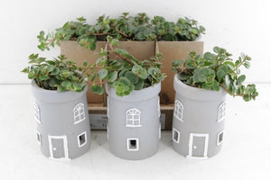 Lighthouse Tower Arrangement – Grey Ceramic 8cm Pot