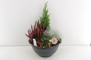 Outdoor Plant Arrangement in Black Coupe Pot – 25cm
