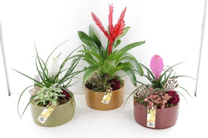 Luxury Indoor Plant Arrangement – Ceramic Dish, 18cm