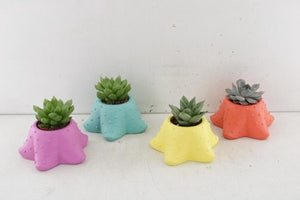 Starfish Succulent Arrangement – 12cm Ceramic Pot