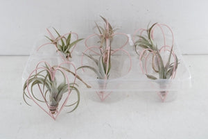 Air Plant Metal Heart Hanging Arrangement – 9cm