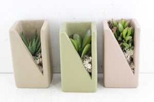 Green, Beige and Pink Succulent Arrangement – 7cm Pot