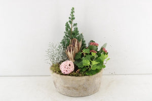 Outdoor Plant Arrangement in Cement Bowl – 23cm