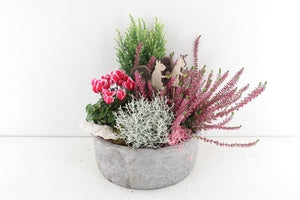 Outdoor Mixed Plant Arrangement in Grey Stone Bowl – 26cm