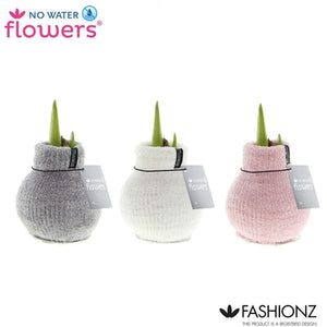 Amaryllis ‘Fashionz Cozy Fluffy’ Waxed Bulb
