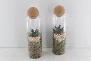 Haworthia Succulent Arrangement in Glass Vase – 9cm