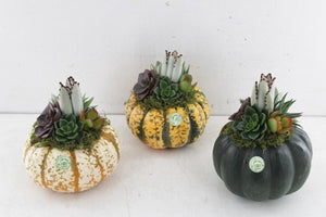 Mixed Seasonal Plant Arrangement in Pumpkin Pot – 13cm