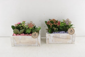 White Plant Arrangement – 20cm Wooden Pot