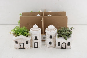 Arranged Green Plant Display – 14cm Ceramic Pot