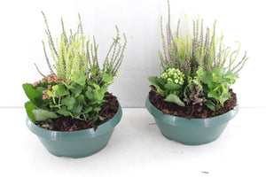 Outdoor Plant Arrangement – Classic Small, 20cm Pot