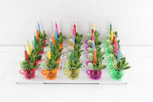 Colourful Smiley Cup Plant Arrangement – 4cm Pot