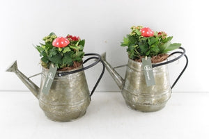 Indoor Plant Arrangement in Vintage Zinc Watering Can – 28cm