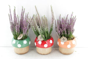 Outdoor Calluna Arrangement in Ceramic Mushroom Pot – 15cm