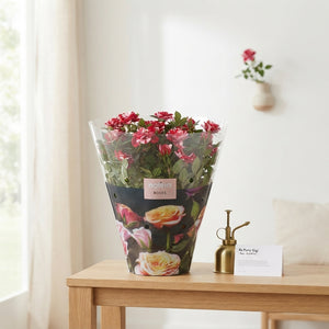 Red Rose Plant (Rosa) – 23cm Pot