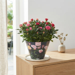 Mixed Patio Rose (Rosa) – 23cm Pot
