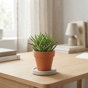 Mixed Succulent Plants – 5.5cm Pot, Approx. 12cm High