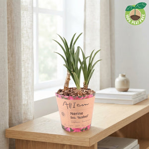 Nerine 'Isabel' Flower Bulb