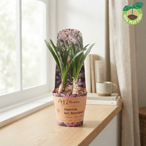 Mixed Nerine Flower Bulb Pot Cover