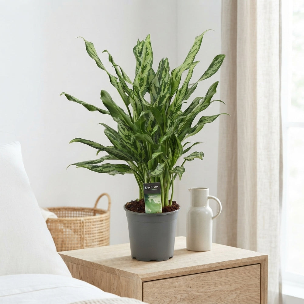 Chinese Evergreen Aglaonema 'Miss Julliette' – 17cm Pot