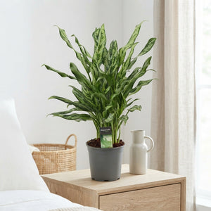 Chinese Evergreen Aglaonema 'Miss Julliette' – 17cm Pot
