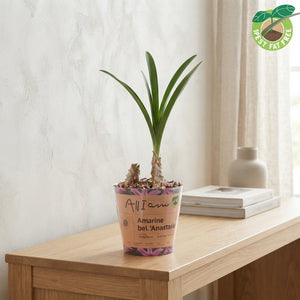 Amarine Belladiva ‘Anastasia’ Bulbs – 6 Pack