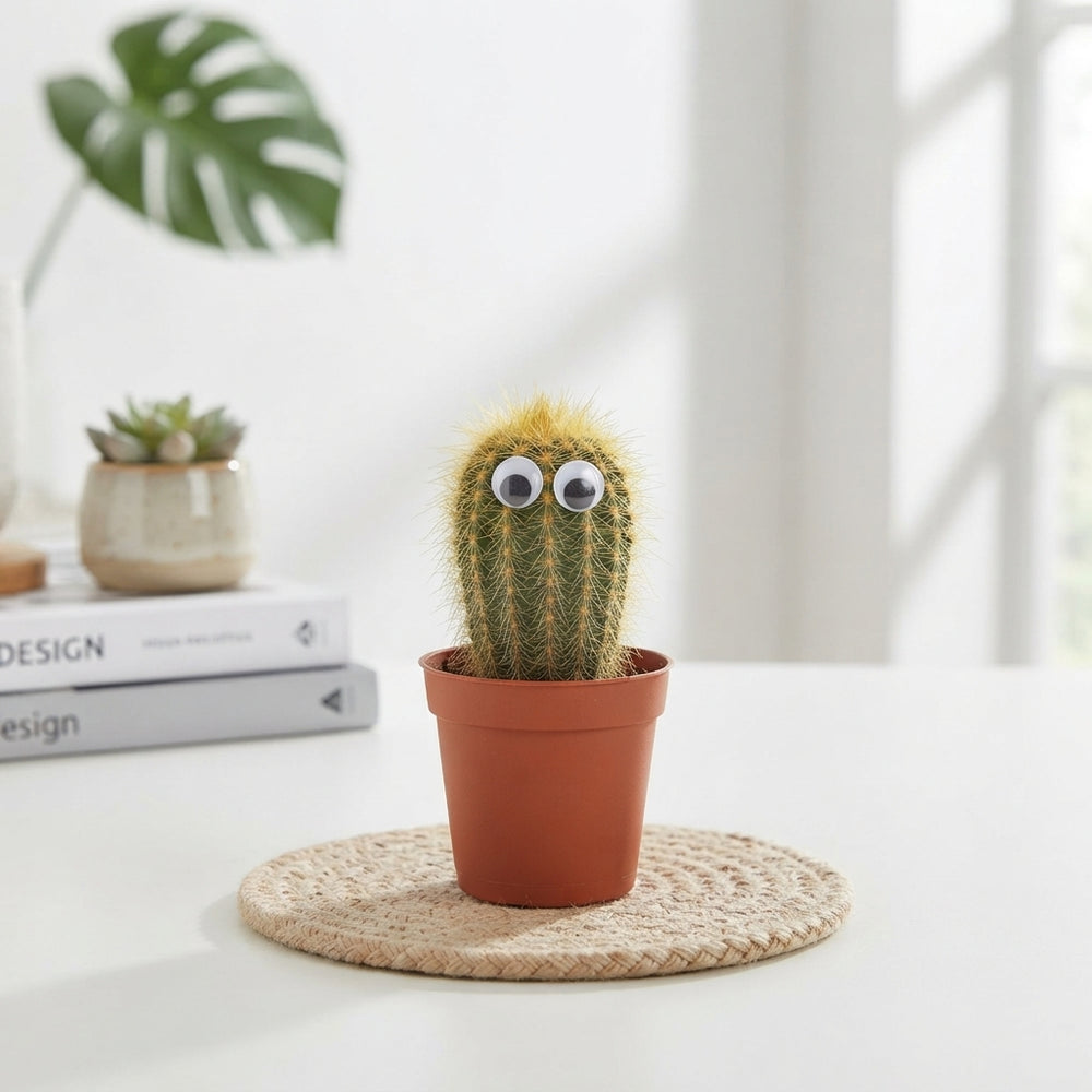 Mixed Cactus Collection with Decorative Eyes – 5.5cm Pot