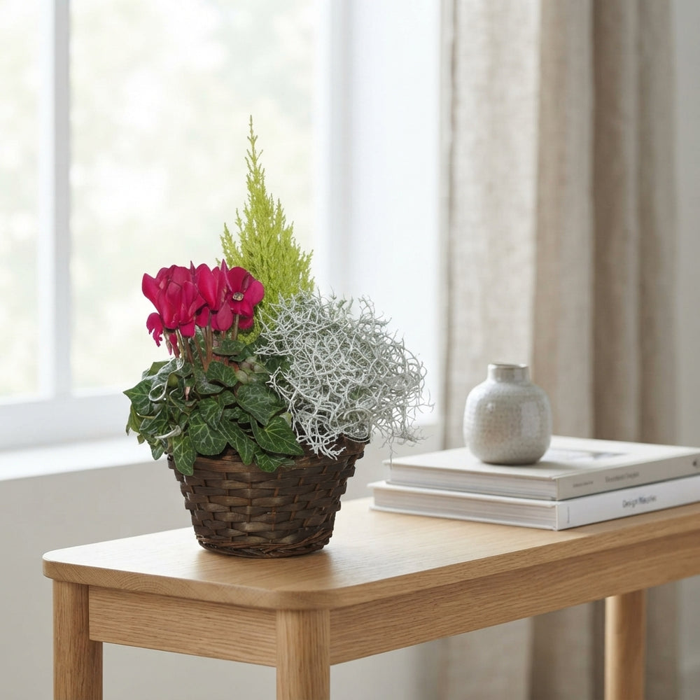Mixed Indoor Plant Arrangement in Wicker Dish – 22cm