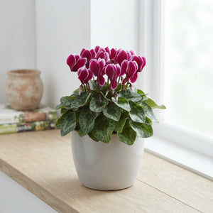 Mixed Small-Flowered Cyclamen (Cyclamen persicum) – 19cm Patio Bowl
