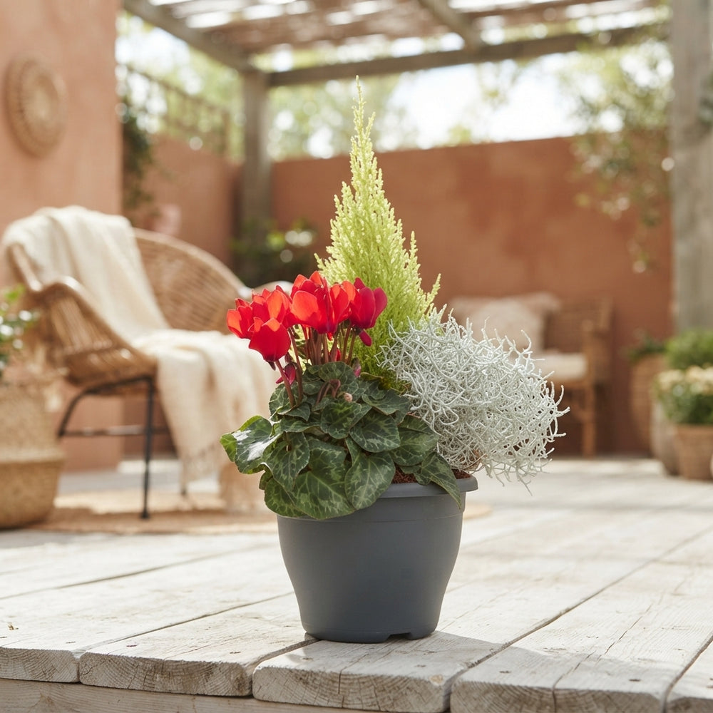 Flowering Patio Arrangement – 19cm Plastic Dish