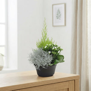 Indoor Plant Arrangement in Plastic Dish – 19cm Pot