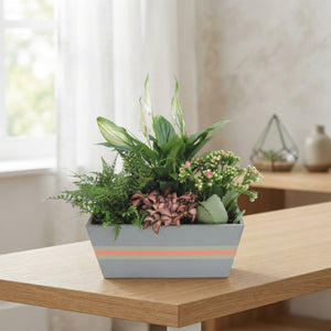 Oval Wooden Plant Arrangement – 25cm