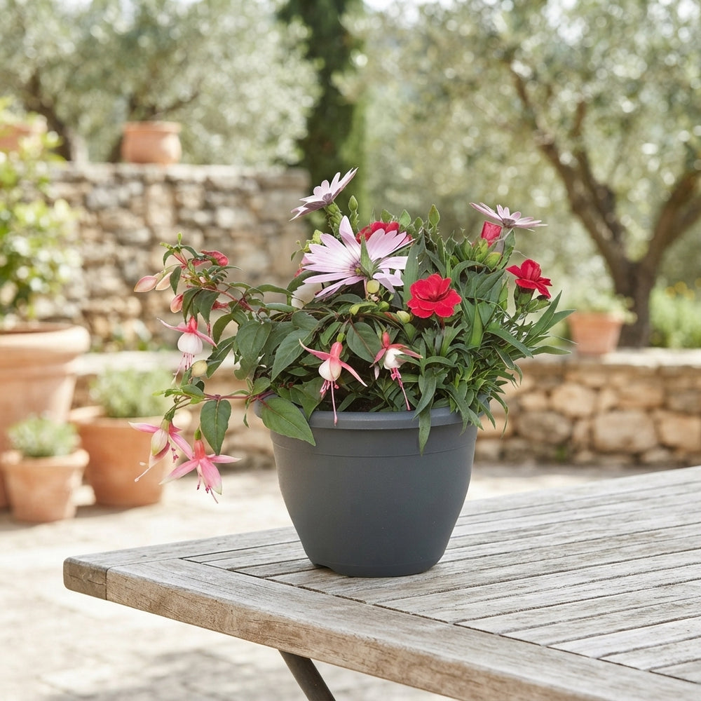 Indoor Plant Arrangement in Decorative Dish – 19cm Pot