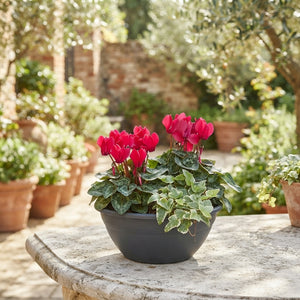 Ornamental Patio Plant Arrangement – 27cm Pot