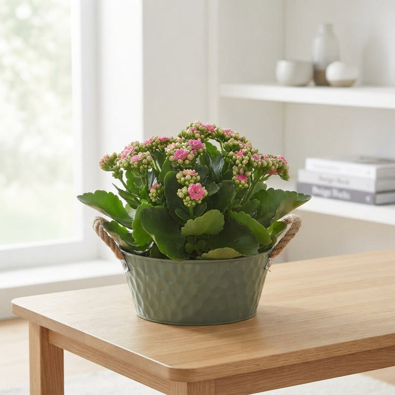 Ornamental Zinc Pot Arrangement – 25cm Pot, Approx. 60cm High