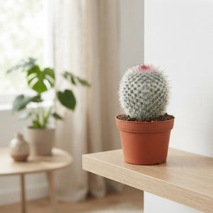 Mixed Cactus and Succulent Collection – 5.5cm Pots