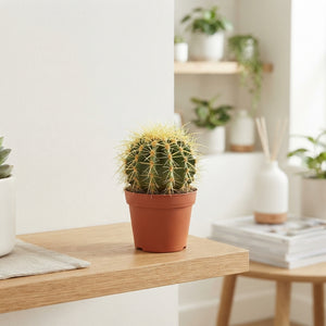Mixed Cactus Collection – 5.5cm Pot