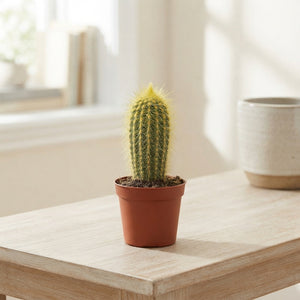Mixed Cactus Collection – 5.5cm Pot