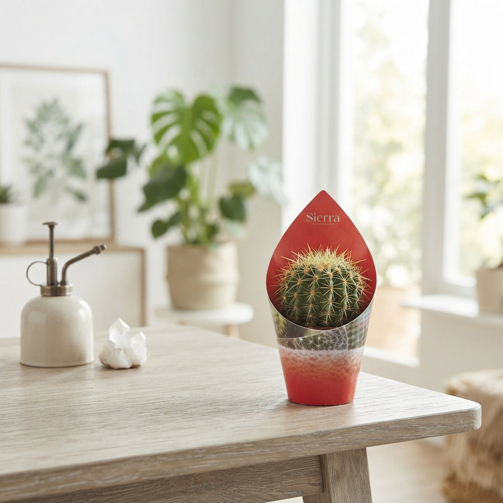 Mixed Cactus and Succulent Surprise – 5.5cm Pot