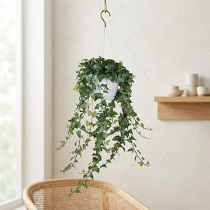 Green English Ivy (Hedera helix) – 24cm Pot