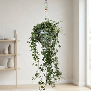 Trailing English Ivy (Hedera helix) – 24cm Pot