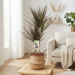 Dragon Tree (Dracaena marginata) – 17cm Pot, 70cm