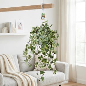 Goldchild Ivy (Hedera helix) – 24cm Pot