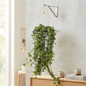 Trailing English Ivy (Hedera helix) – 24cm Pot